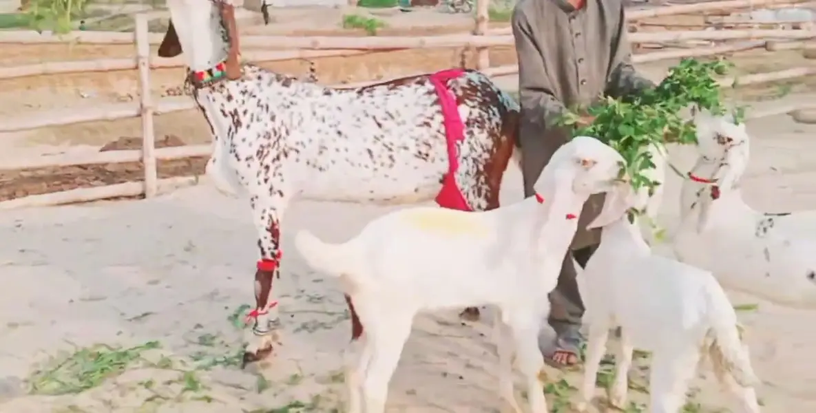 bacchon wali bakri for sale — photo 3