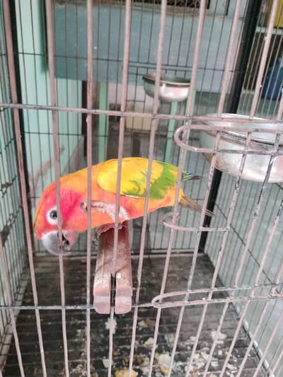I want to sell this parrot