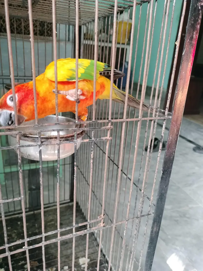 I want to sell this parrot — photo 2