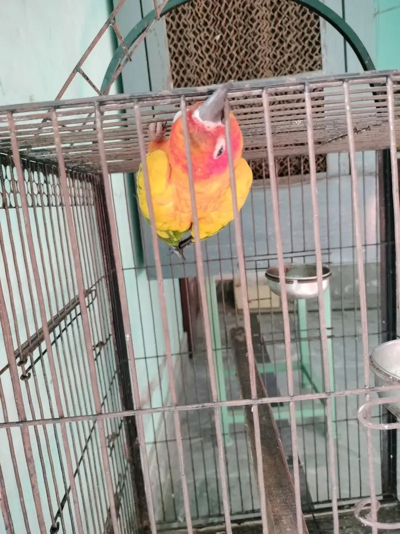 I want to sell this parrot — photo 3