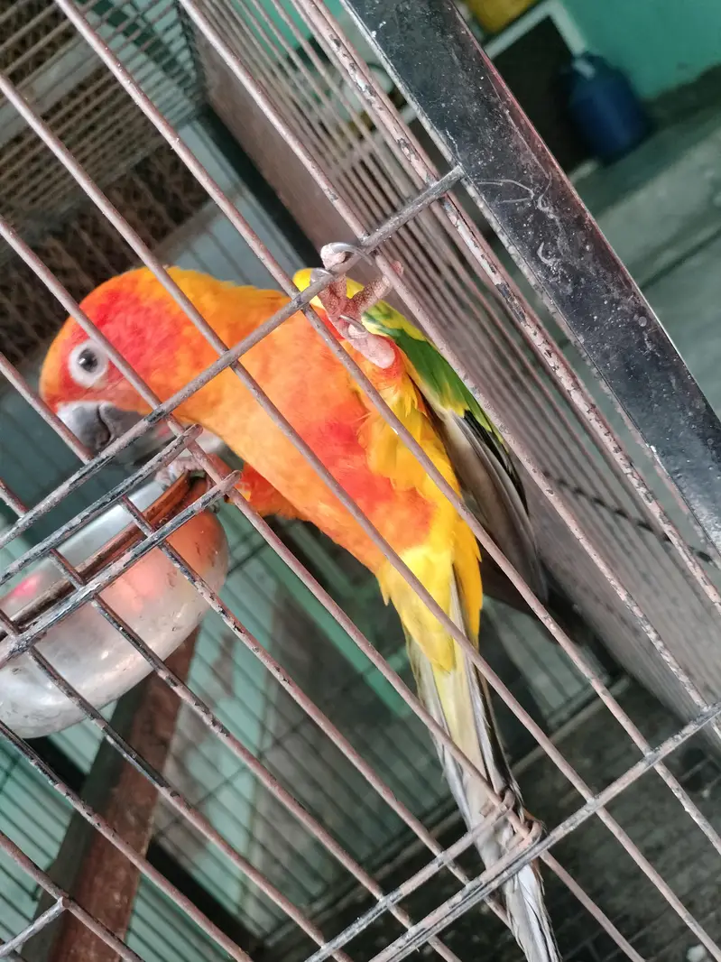 I want to sell this parrot — photo 4