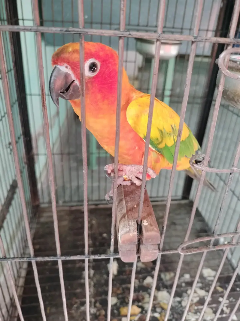 I want to sell this parrot — photo 5