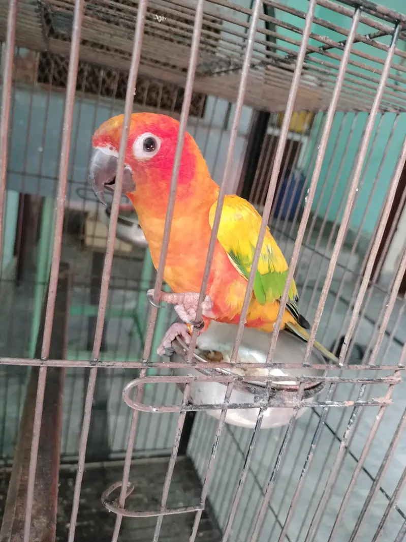 I want to sell this parrot — photo 6