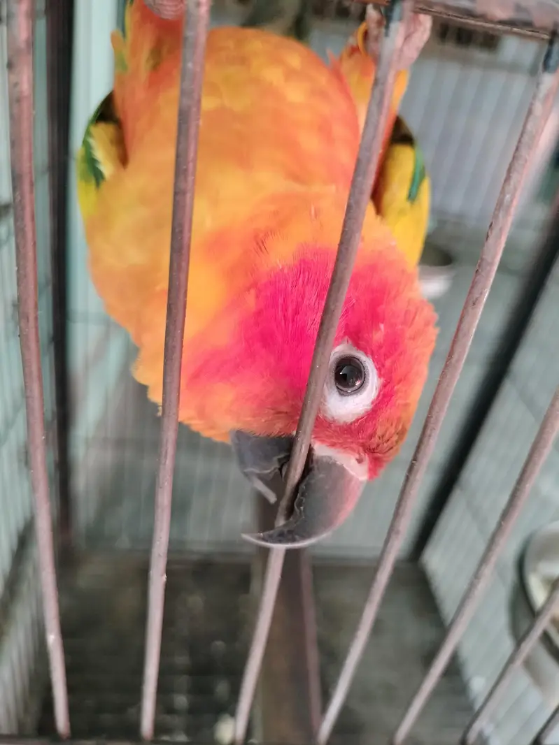 I want to sell this parrot — photo 7