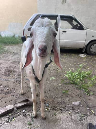 Bakra for sell