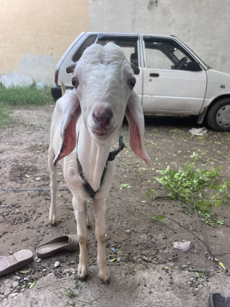 Bakra for sell 0
