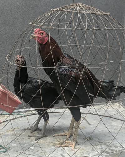Thai aseel pair for sale