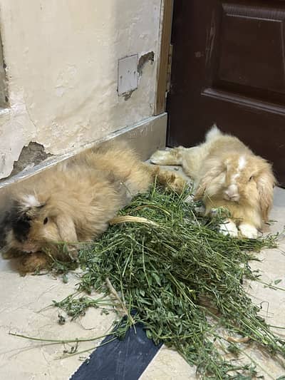Holland loop pragnent female pair for sale 03368792398
