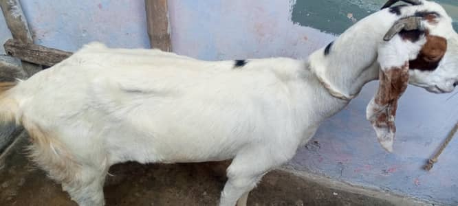 4 dant beetal bakri for sale/beetal goat for sale