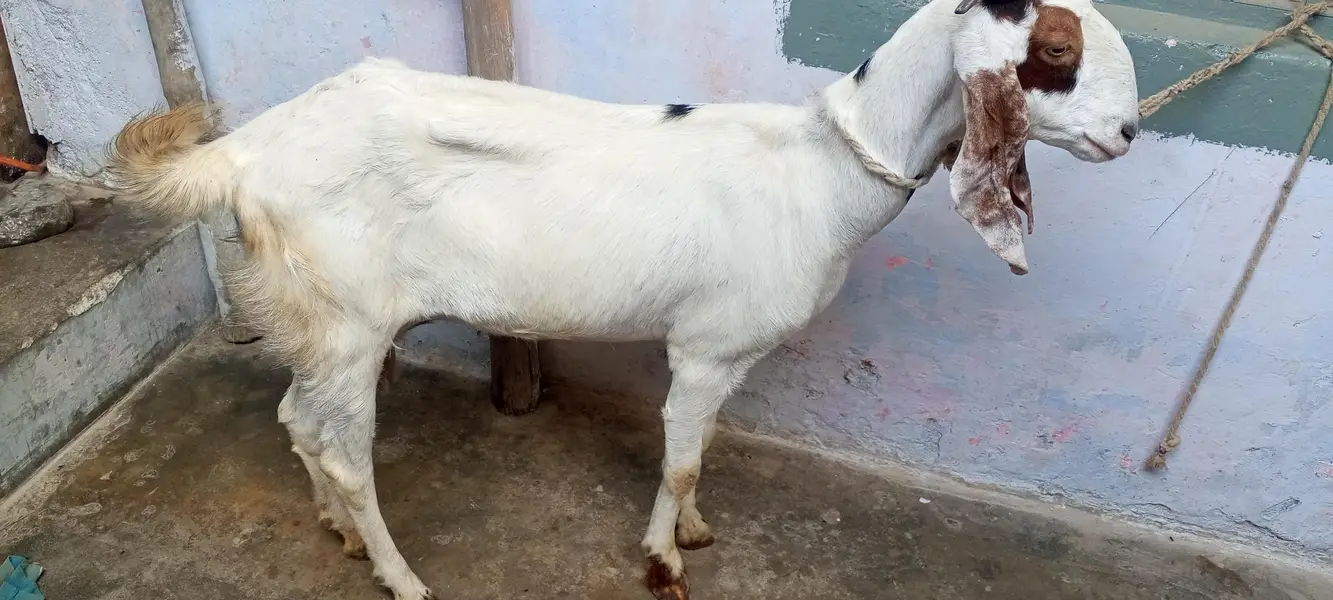 4 dant beetal bakri for sale/beetal goat for sale — photo 2