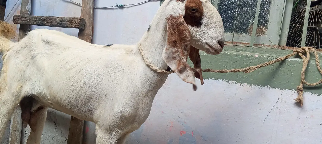 4 dant beetal bakri for sale/beetal goat for sale — photo 3
