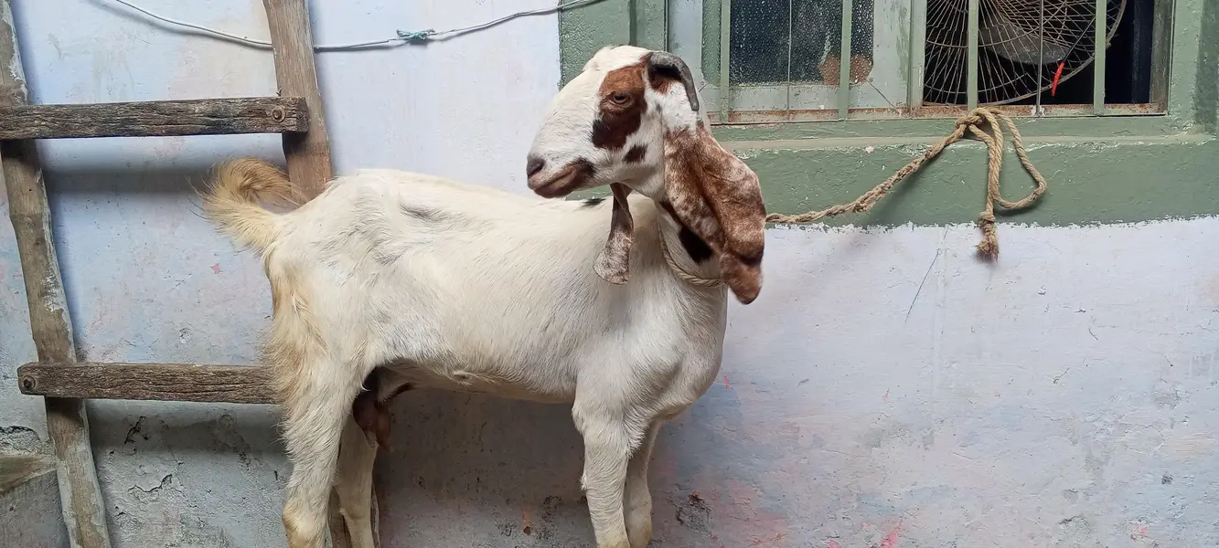 4 dant beetal bakri for sale/beetal goat for sale — photo 4