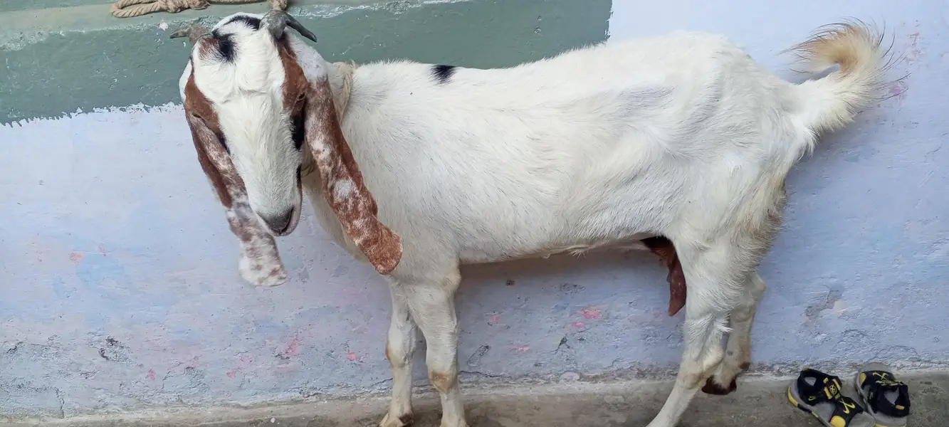 4 dant beetal bakri for sale/beetal goat for sale — photo 5