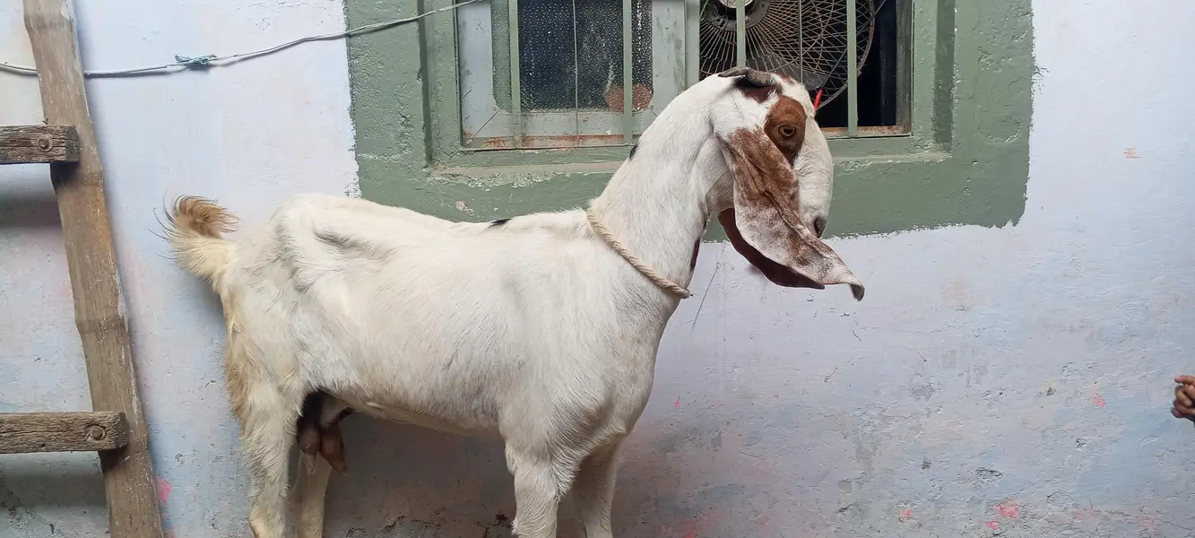 4 dant beetal bakri for sale/beetal goat for sale — photo 6