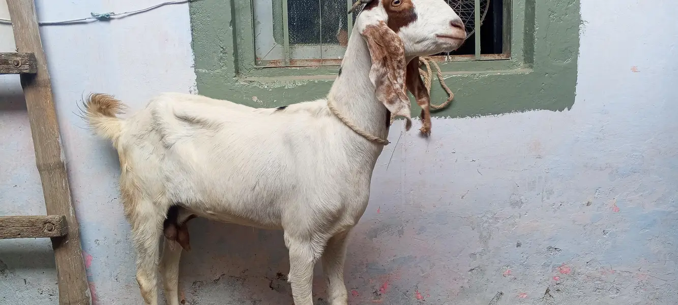 4 dant beetal bakri for sale/beetal goat for sale — photo 7