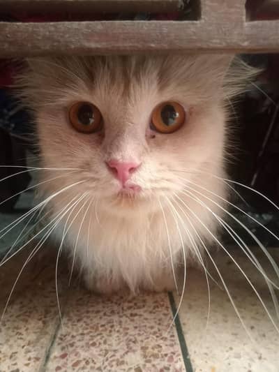 Persian cat