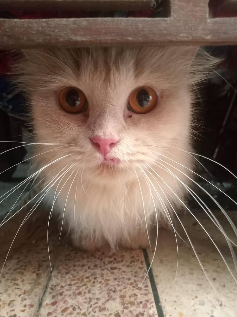 Persian cat 0