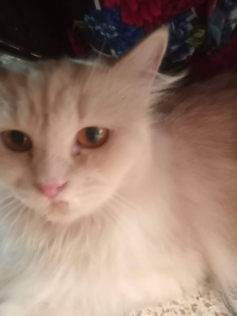 Persian cat 1