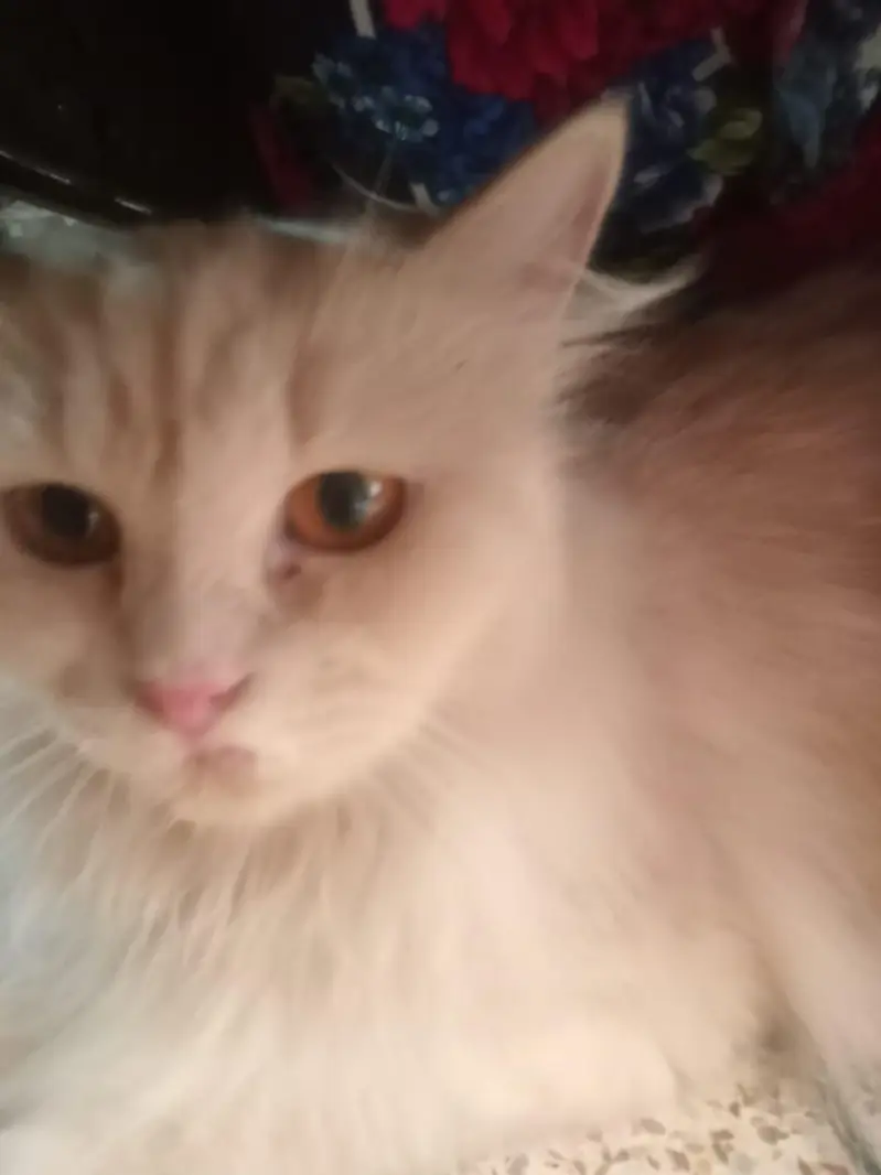 Persian cat — photo 2