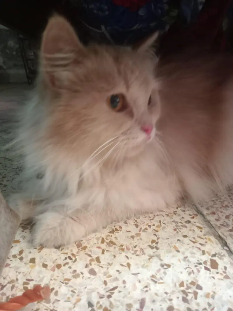 Persian cat — photo 3