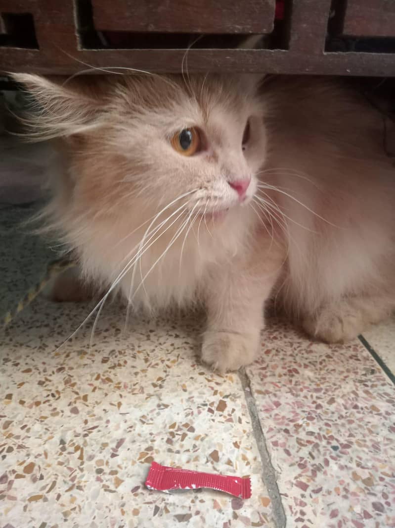Persian cat 3