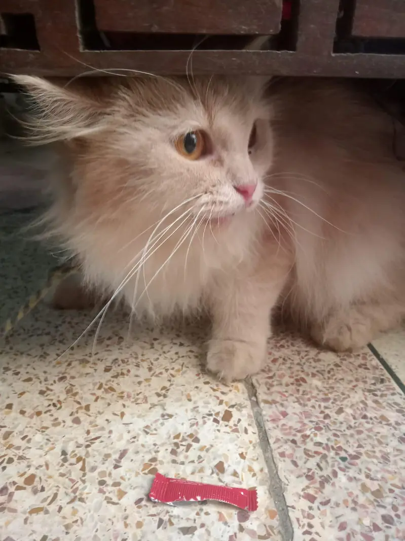 Persian cat — photo 4