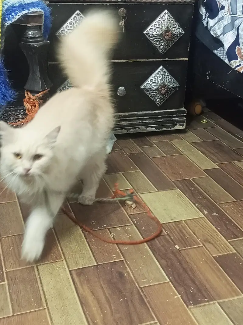 Persian cat — photo 5