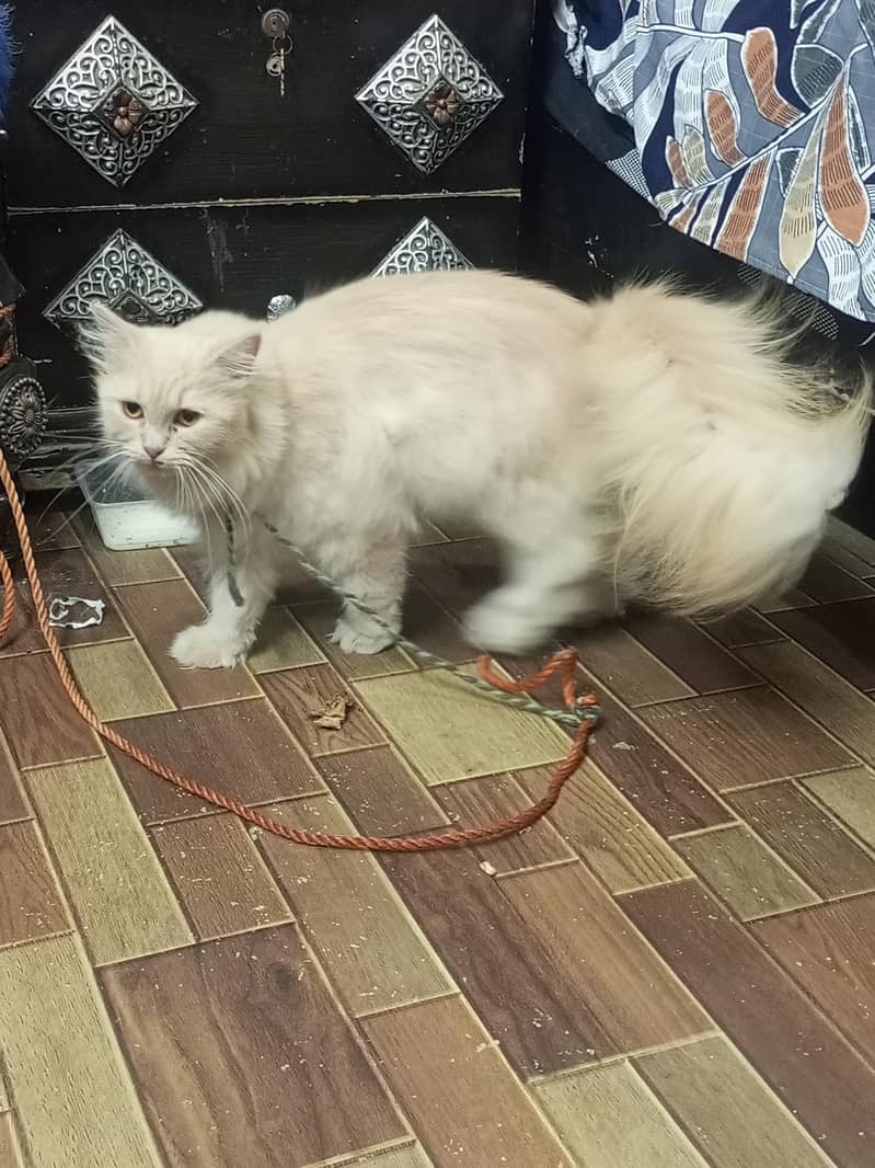 Persian cat 5