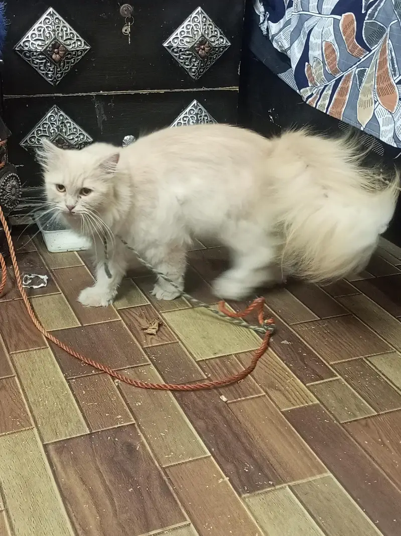 Persian cat — photo 6