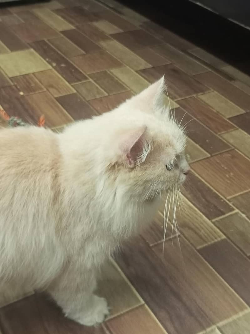 Persian cat 6
