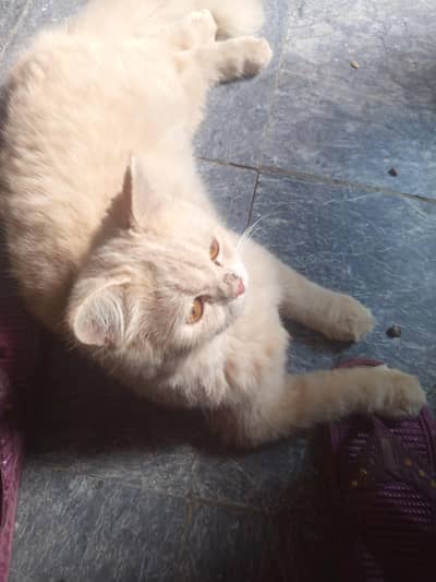 duble cote persian cat