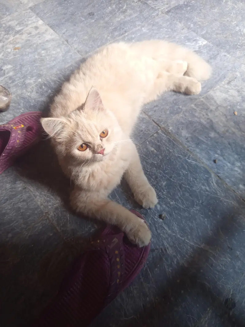 duble cote persian cat — photo 2