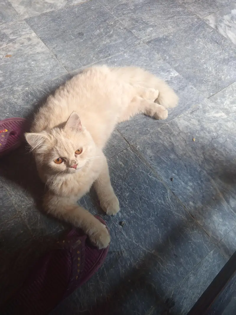 duble cote persian cat — photo 3