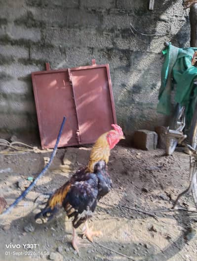mianwali lakha patha for sale