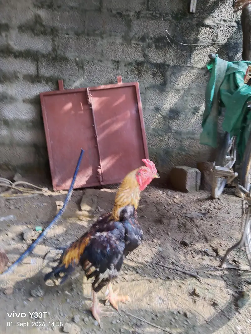mianwali sawa murga for sale — photo 10