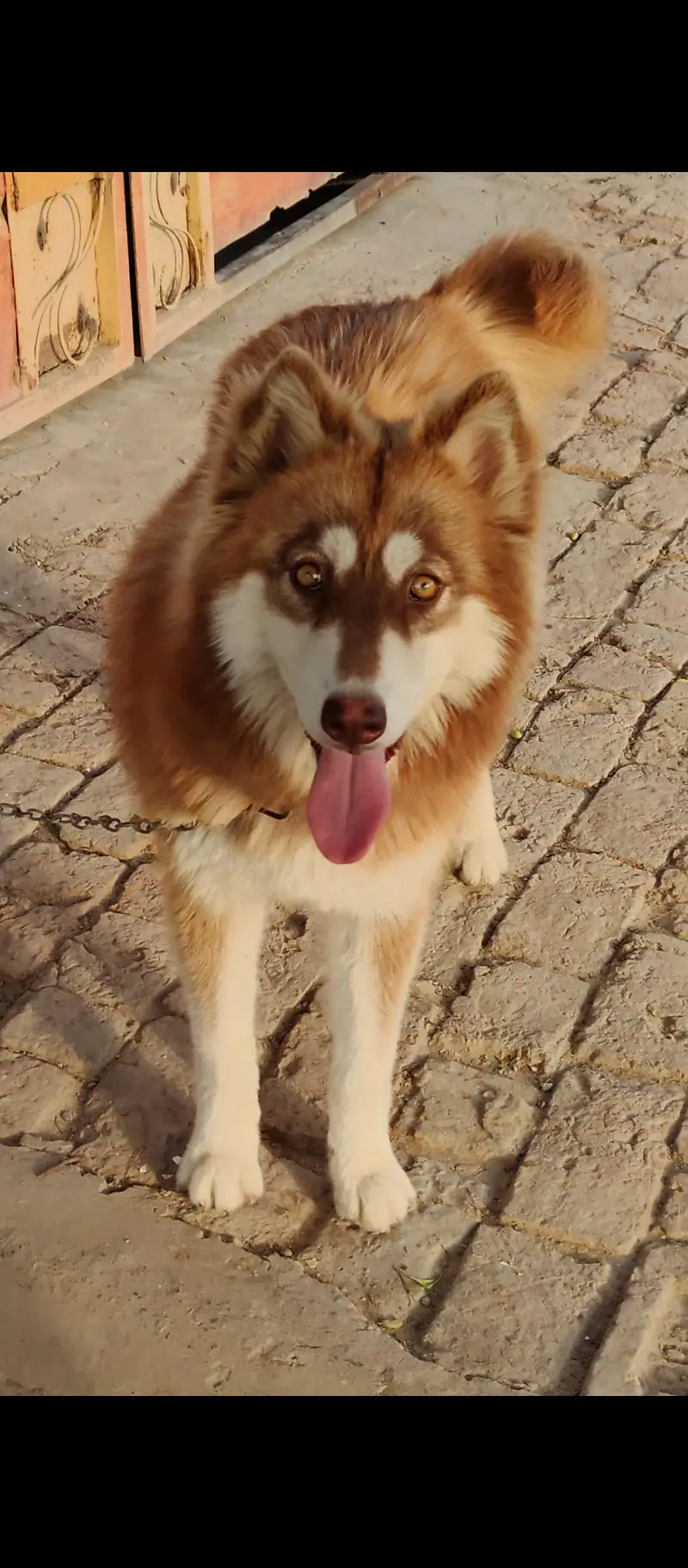 Siberian husky
