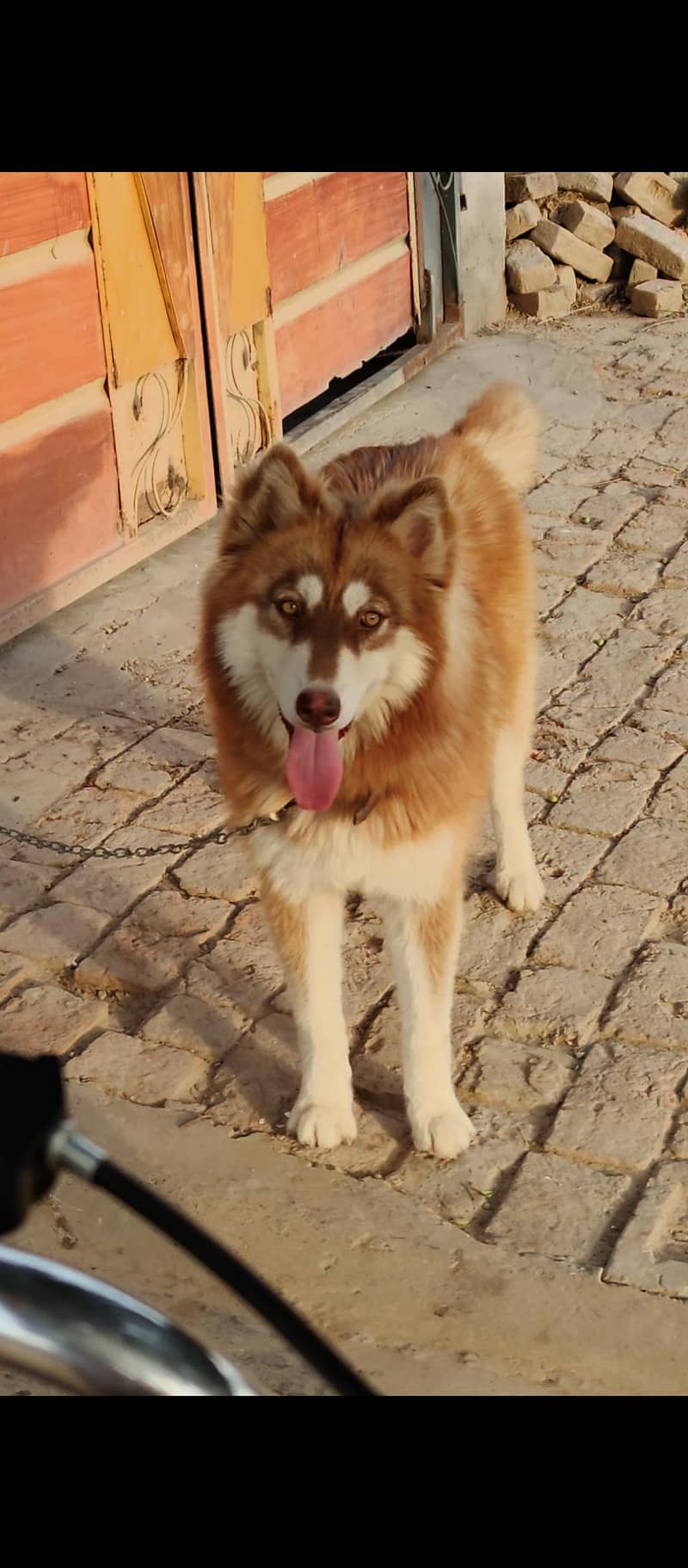 Siberian husky 1