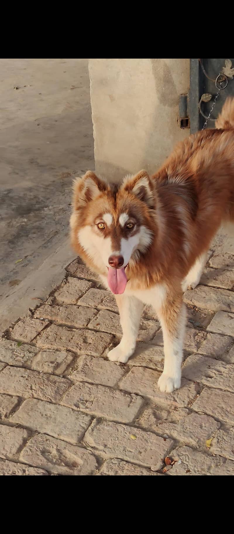 Siberian husky 2