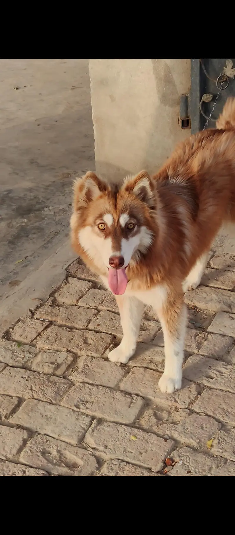 Siberian husky — photo 3