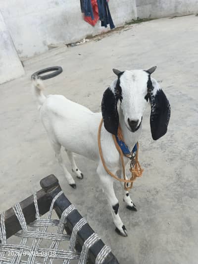 bakri for sale 5 mahine ka bacha hai mashallah bht acha hai