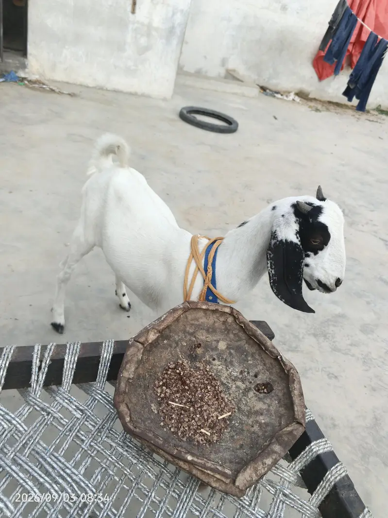 bakri for sale 5 mahine ka bacha hai mashallah bht acha hai — photo 2