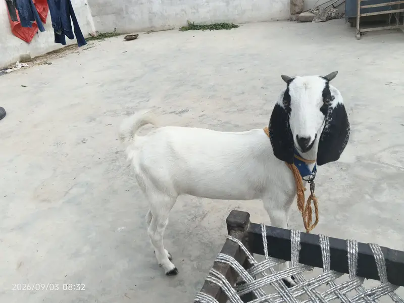 bakri for sale 5 mahine ka bacha hai mashallah bht acha hai — photo 3