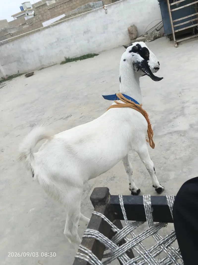 bakri for sale 5 mahine ka bacha hai mashallah bht acha hai — photo 4