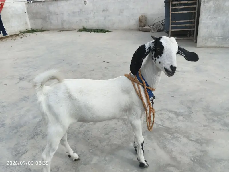 bakri for sale 5 mahine ka bacha hai mashallah bht acha hai — photo 5