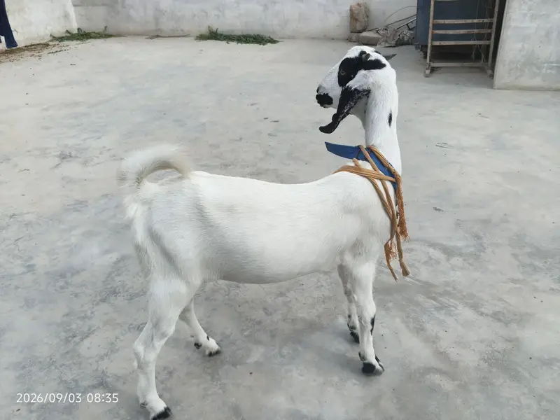 bakri for sale 5 mahine ka bacha hai mashallah bht acha hai — photo 6
