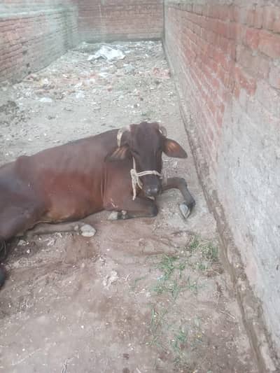 گائے بیٹھ گئی ہے قصائی حضرات رابطہ کریں۔