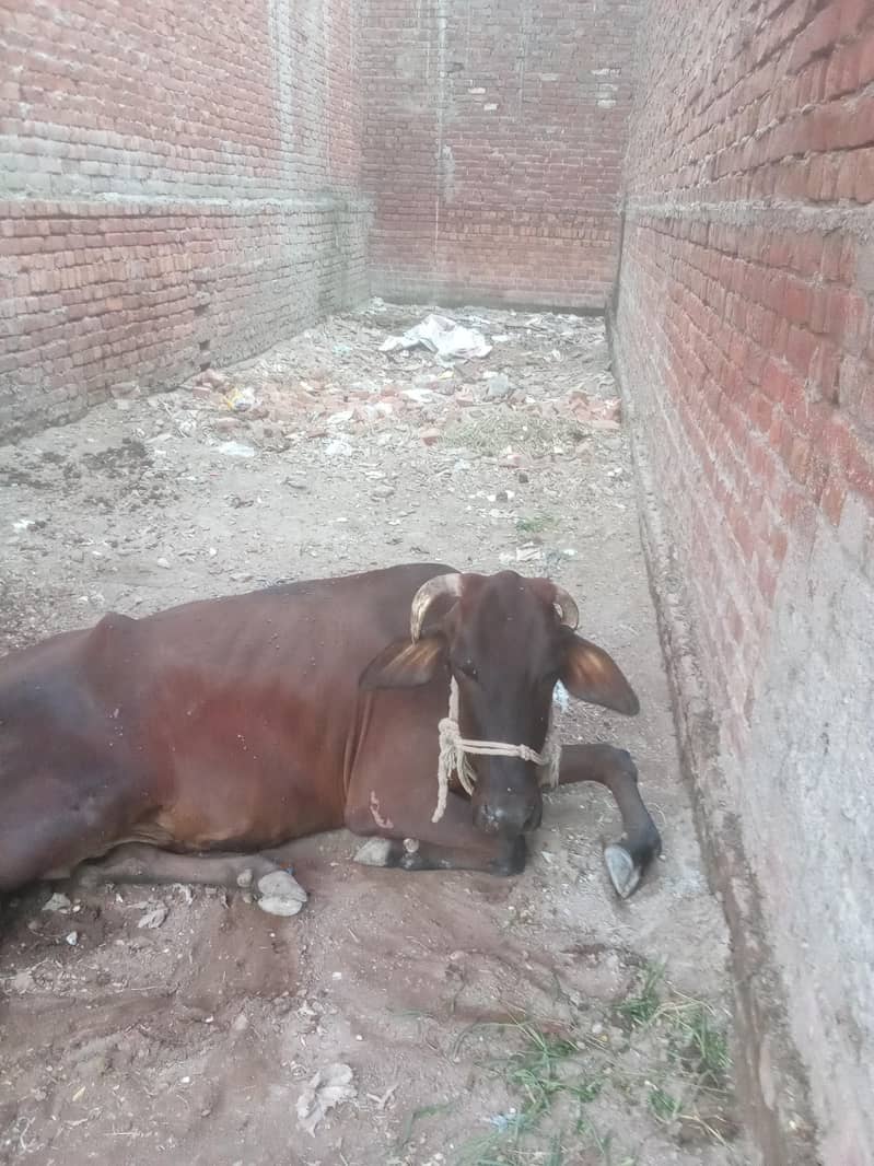 گائے بیٹھ گئی ہے قصائی حضرات رابطہ کریں۔ 1