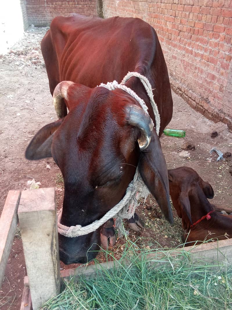 گائے بیٹھ گئی ہے قصائی حضرات رابطہ کریں۔ 2
