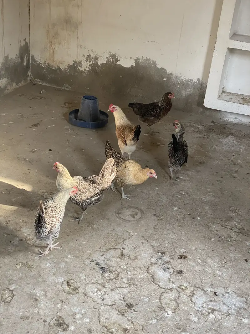 6 desi misri madian abhi andae start keye hn — photo 2