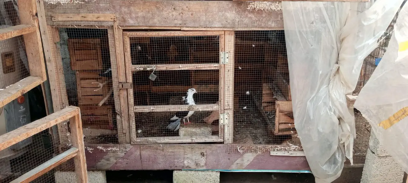 Cages for sale — photo 7